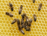 Bienenhonig ist für das Baby tabu