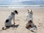 Was müssen Hundebesitzer beim Urlaub mit dem Vierbeiner beachten?